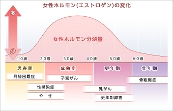 女性ホルモン