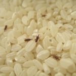 米びつの虫はコクゾウムシ？効果的な対策や虫除け、駆除方法は？